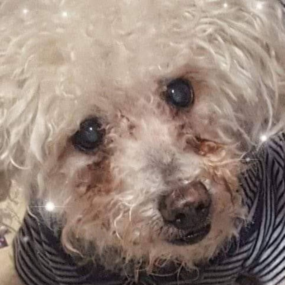 Meet your Posher, Wendy